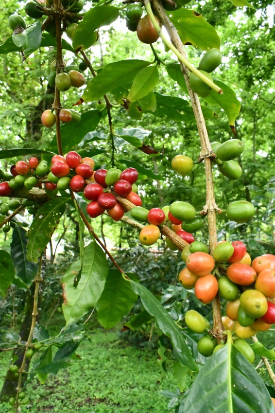 成熟咖啡豆